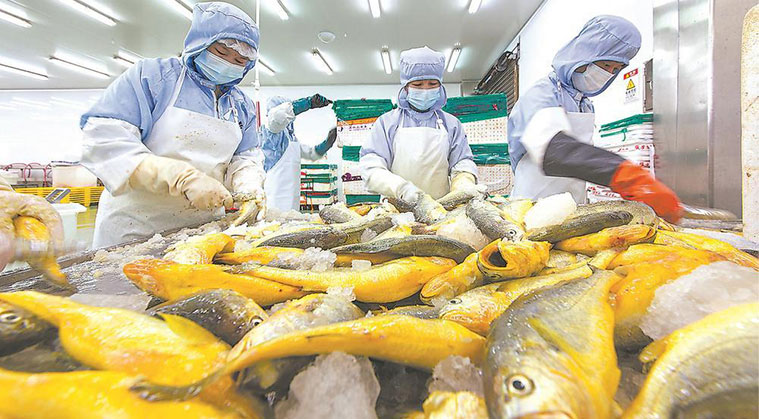 袋装冻鱼重量分级案例