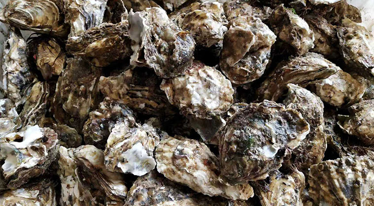 生蚝牡蛎重量分级