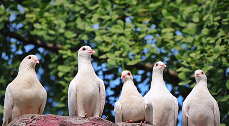 乳鸽重量分选案例
