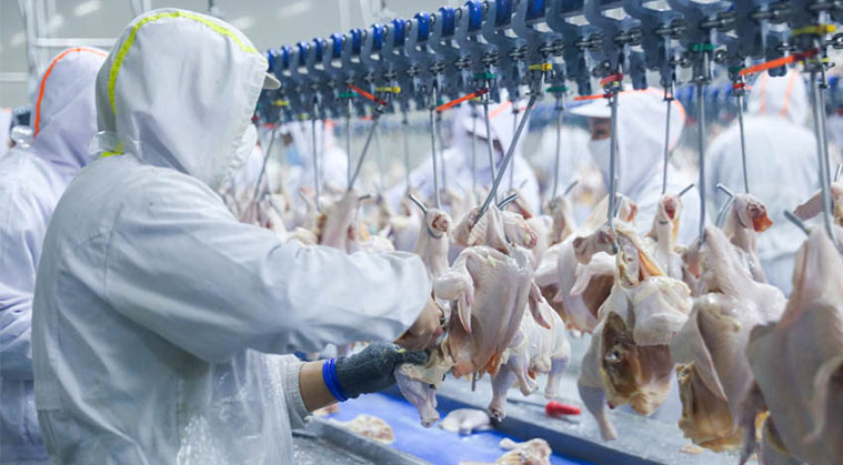 整鸡整鸭重量分拣